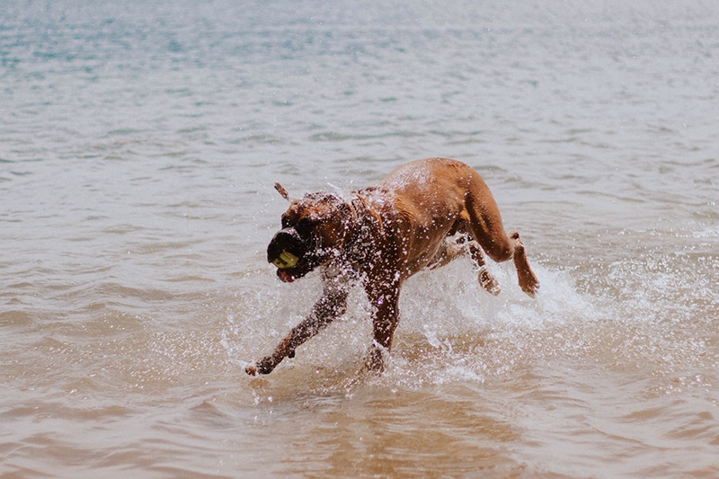 A fit boxer is exercising and running on the ocean's shore with a tennis ball in his mouth