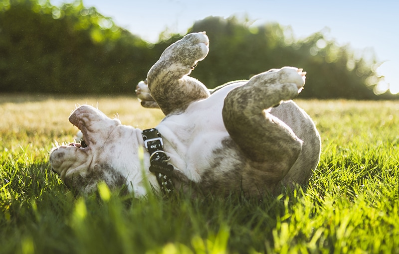A puppy Bulldog is rolling around on the green grass in a sunny day