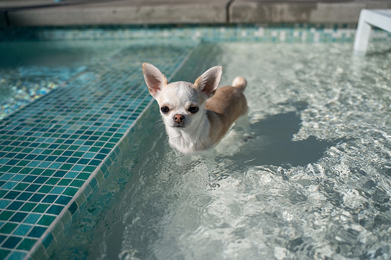 White Chihuahua went for a swim because she's tired of waiting her mommy to make a decision on her food
