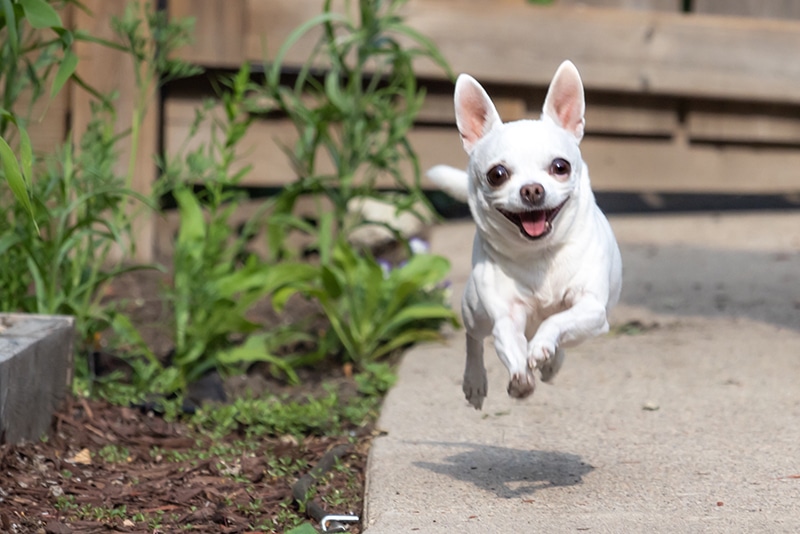 White Chihuahua losing some calories while running to get her favorite food