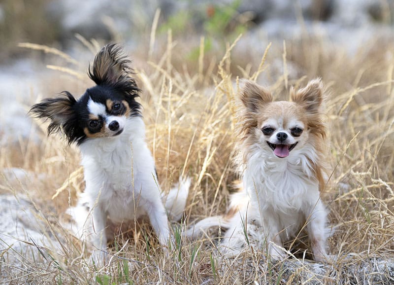 Two Happy Chihuahuas enjoying themselves after eating a quality meal