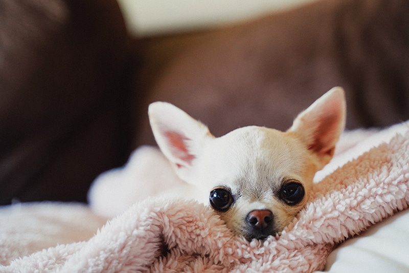 Cute Chihuahua lying on bed and tired of watching mommy picking her food all day long