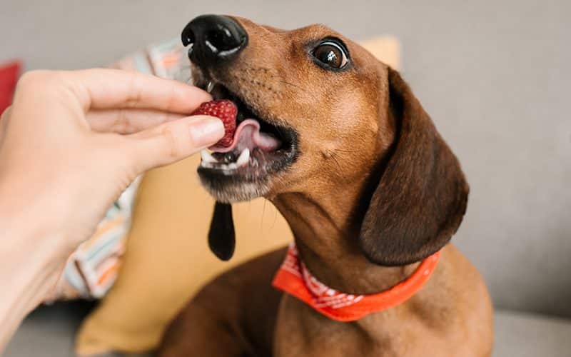 A dachshund mom is feeding her pooch with a delicious and nutrient rich strawberry