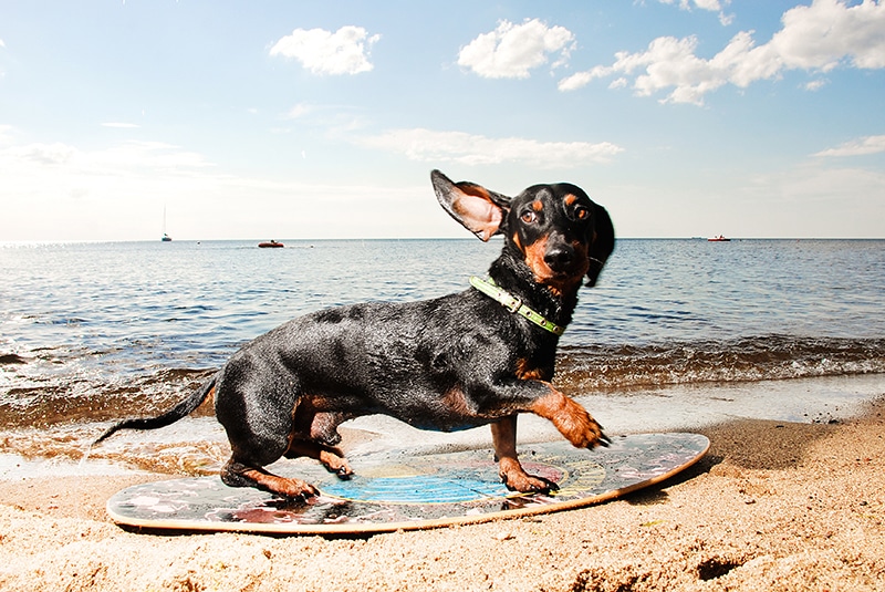 A curious dachshund is posing on a surfboard on the beach