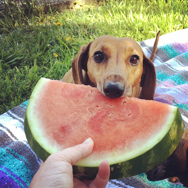 Cute Dachshund is happily biting a watermelon