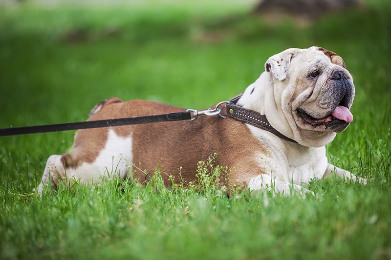 A Bulldog is walking on the green grass and wonders what he is going to get for lunch