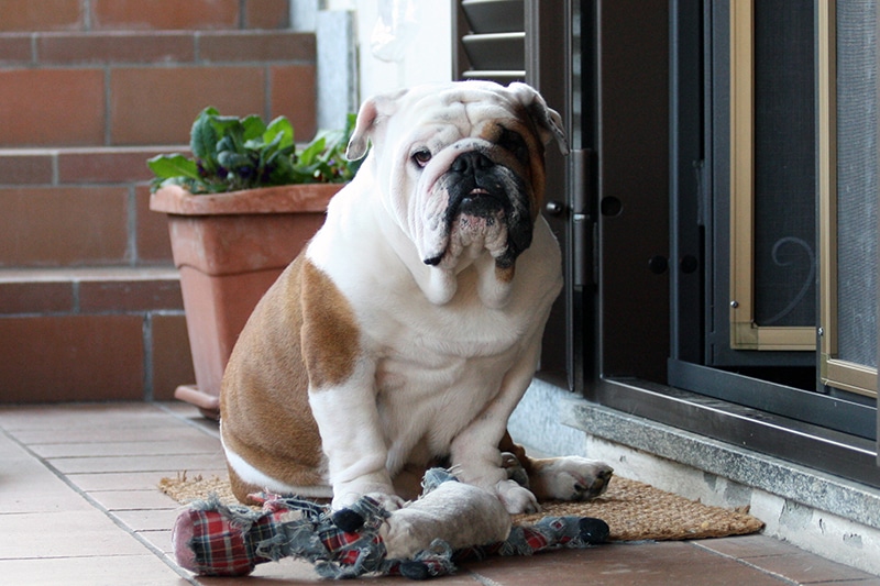 A Bulldog is waiting anxious outside the door, waiting for his mommy to make a decision on his food