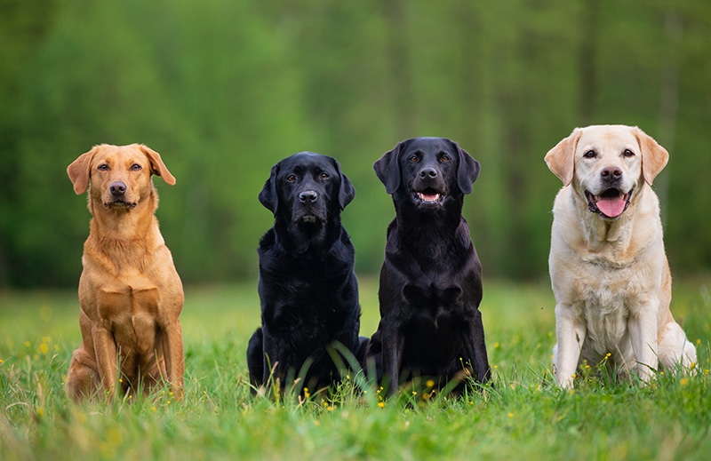 Four labs sitting an smiling