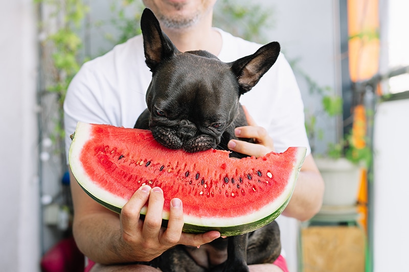 Frenchie eating a watermelon