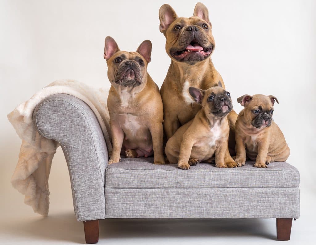 Frenchie family (Dad, Mom and 2 siblings) posing on the couch and excited about the treat their going to receive for this perfect picture.