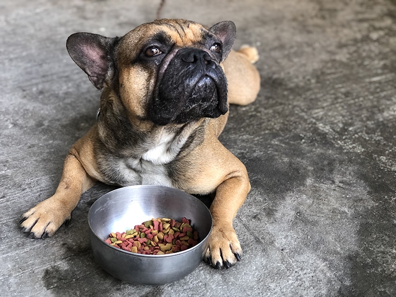 french bulldog is not willing to eat his food