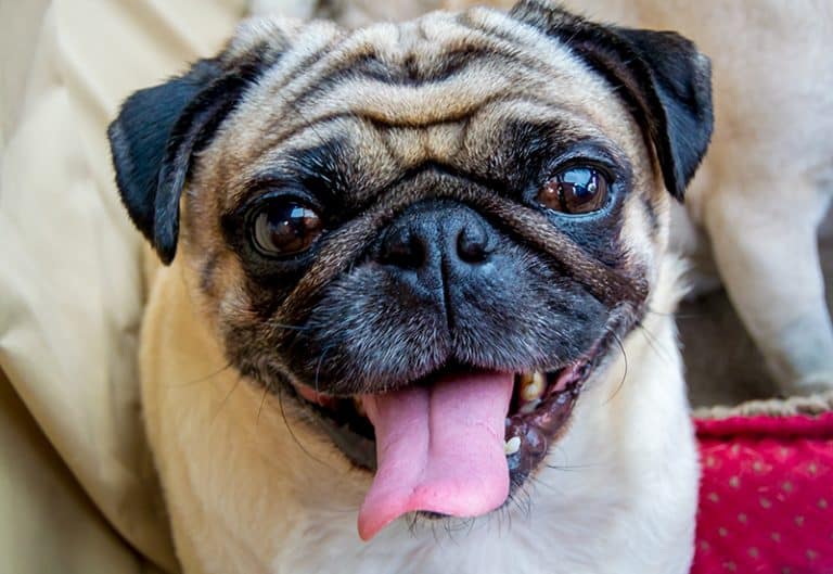 US Vet “This is the Best Dog Food for Pugs” FluentWoof The Only