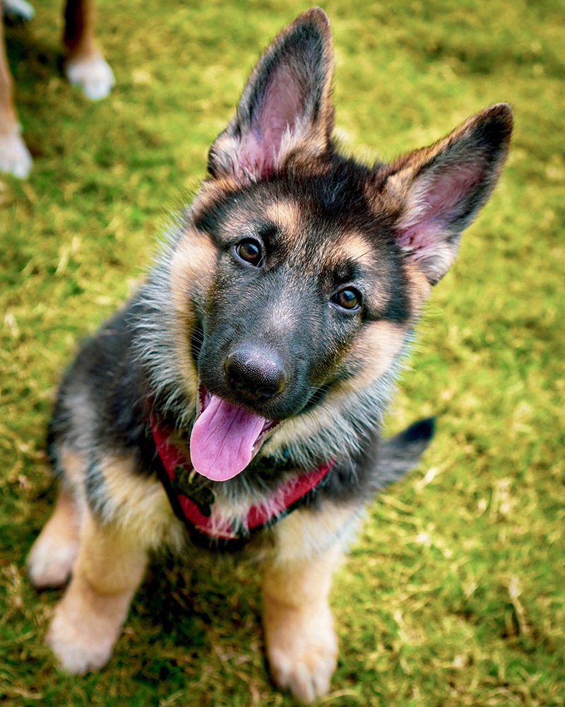 Adorable German Shepherd is looking straight at the camera thanking his parents for the wonderful food he just ate