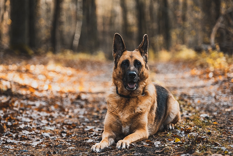 A patient German Shepherd is lying down in an Autumny forest and waiting