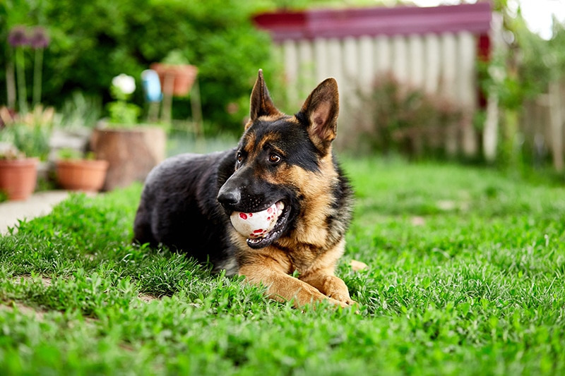 German Shepherd lying on the grass, playing with a ball in his mouth and getting impatient with his parents that can't decide on which food to feed him