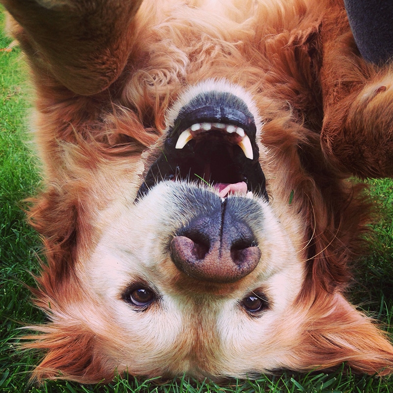 A funny Golden is laying upside down  waiting for his mom to pick him the best food