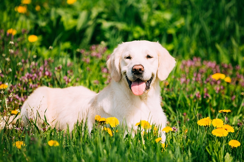 Adorable Labrador is posing his adorability on a yellow and purple flower background