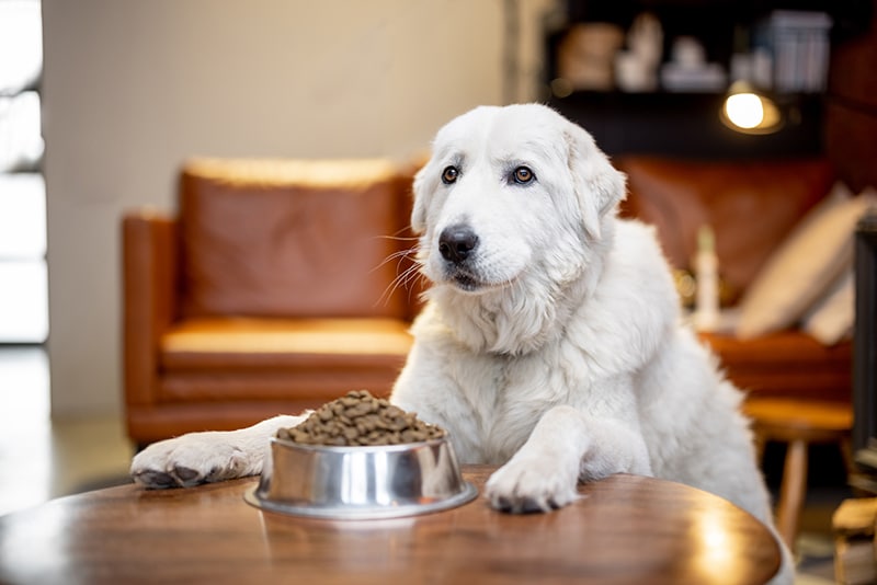 how long can a sick dog live without food