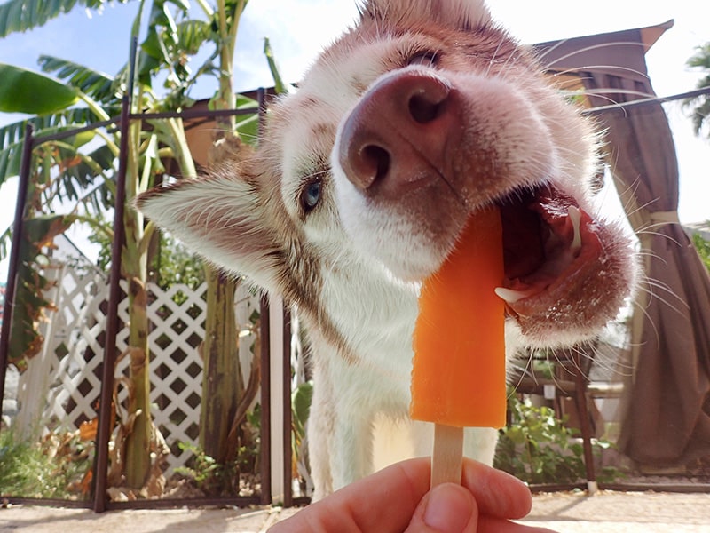 Cute Husky is biting a popsicle, eating not so quality food without important nutrients