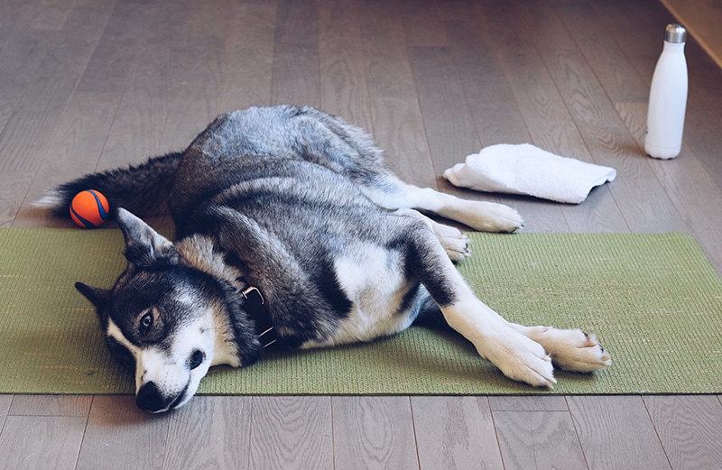 Hungry Husky is lying tired on a green yoga mat