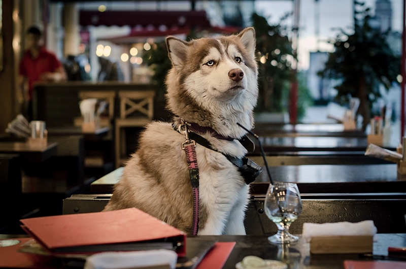 A funny Husky is sitting in a cafe and waiting for him mom to pick him the best food
