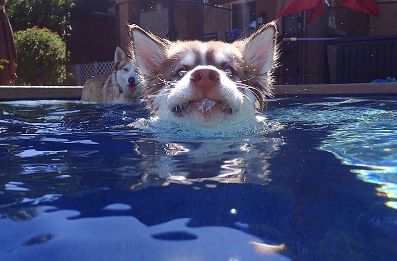 Two Huskies are swimming and burning calories