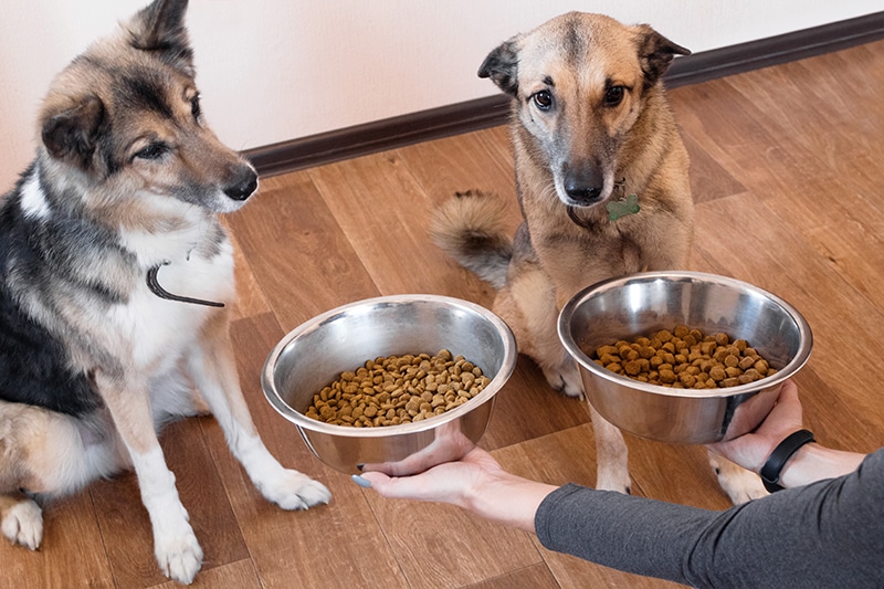 owner is giving his two large breeds dogs freeze dried food to provide them with more energy