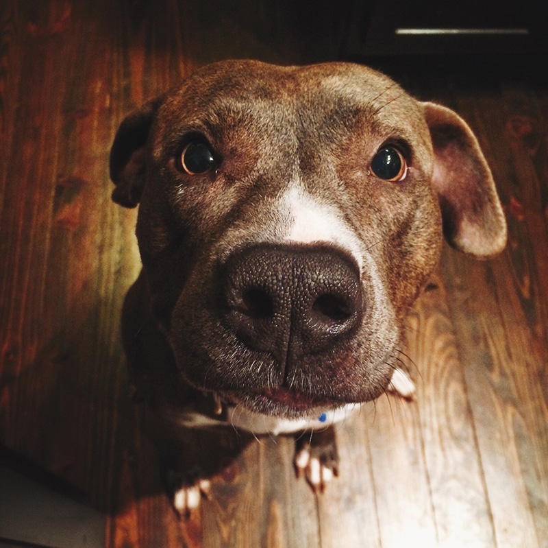 Adorable Pitbull is staring at the camera and wondering when I'm going to get my food
