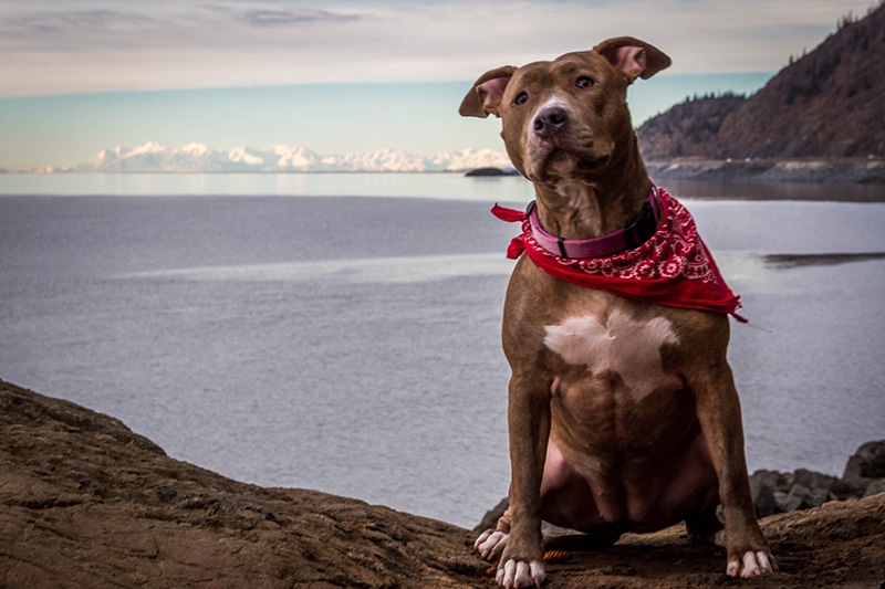 Handsome Pitbull with a bandana scarf is posing to the camera on an incredible view