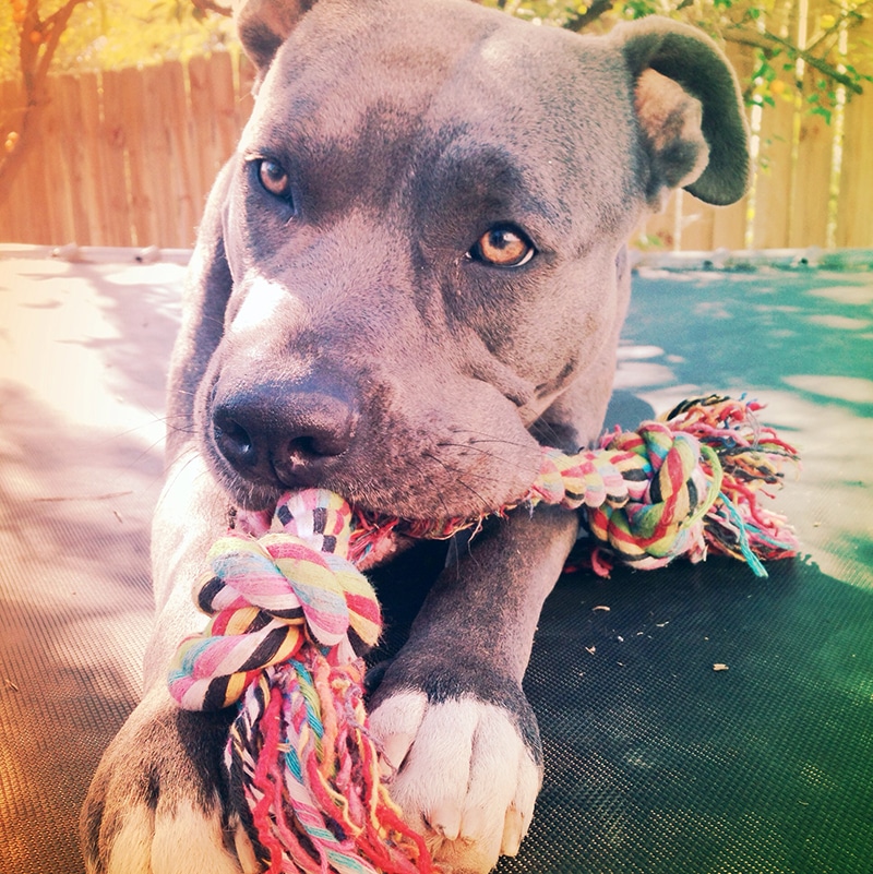 Impatient Pitbull excessively chewing his toy while waiting for his parents to pick him a healthy dog food
