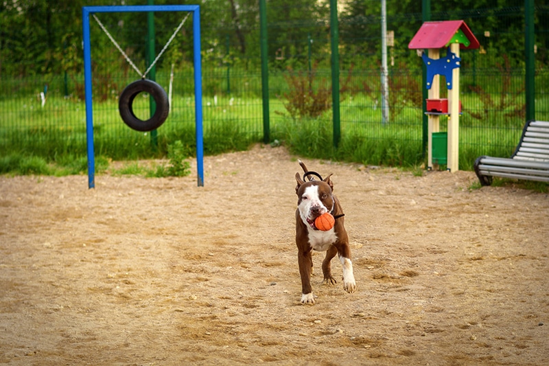 Sporty Pitbull trying to lose some calories by exercising with a small basketball in the dog park