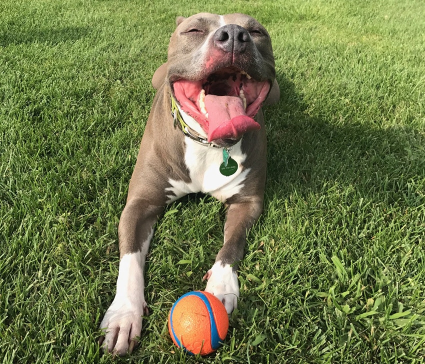 Brown Pitbull is smiling widely after playing with a ball for long time, he's about to get his post workout meal