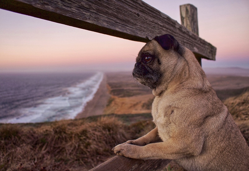 Cute Pug is watching the sunset on a shore and wonders what is she going to eat today