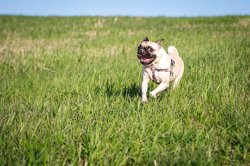 A healthy pug is running on the green grass with a wide smile on her face