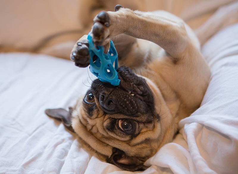 Funny pug is lying on his back on her parents bed and chewing a blue toy, trying to get some healthy nutrients out of it
