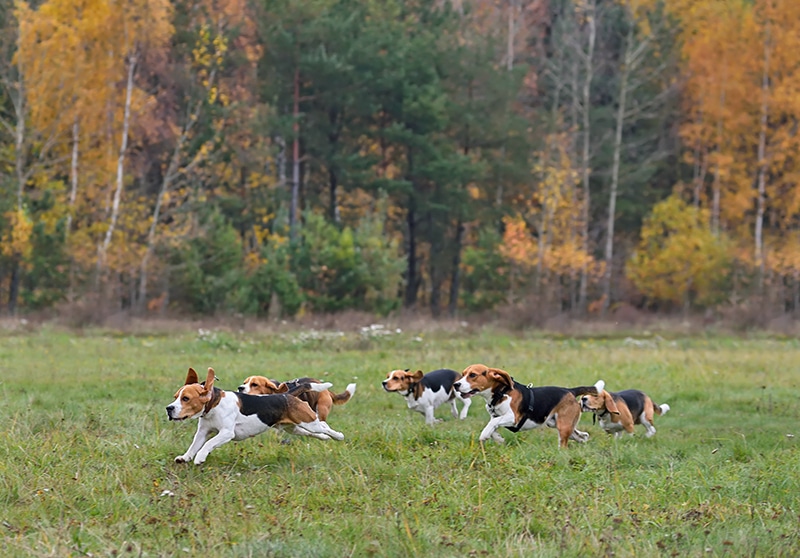 Beagle pack is looking for food