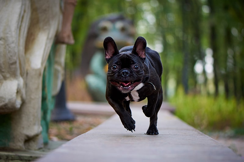 French Bulldog exercising in the park and running fast.