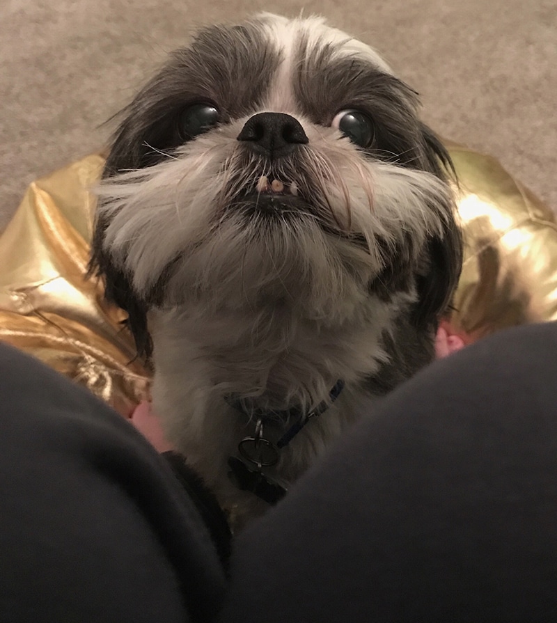Anxious Shih Tzu with her tooth our can't wait to get the daily meal