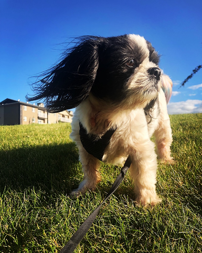Handsome Shih Tzu is posing her silky hair in the wind