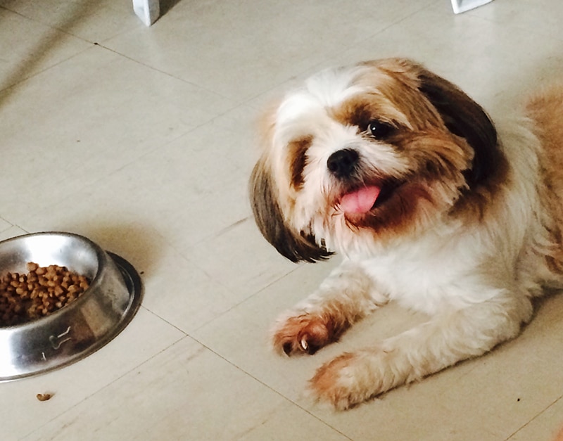A smiling Shih Tzu is lying next to her food bowl and happy with the food she's about to eat
