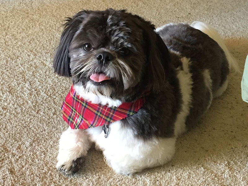 Cute Shih Tzu is staring to the camera with his tongue out and wondering when is she going to eat