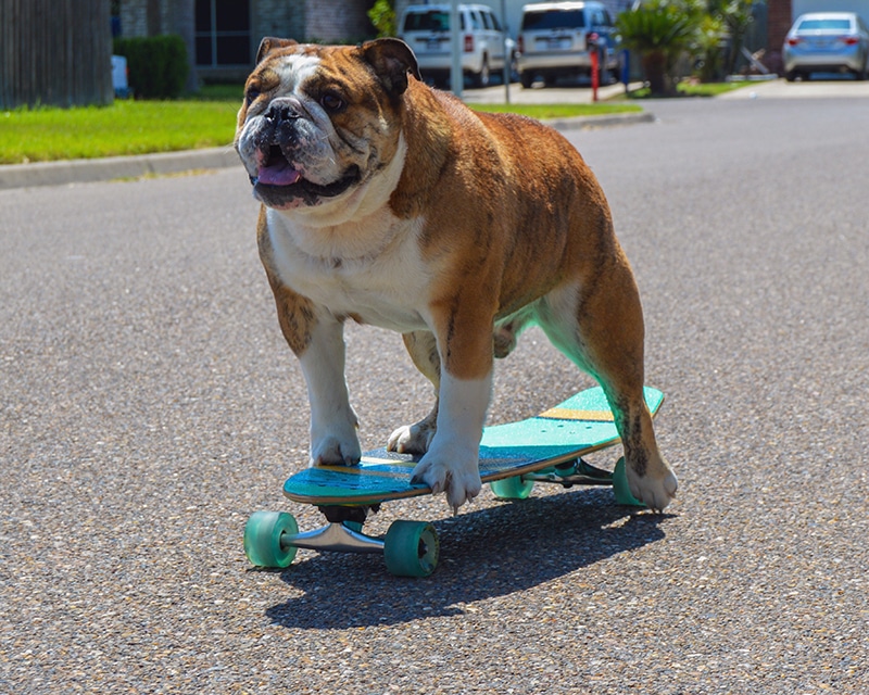 A Smart Bulldog tries to take some weight off by riding on a skateboard.
