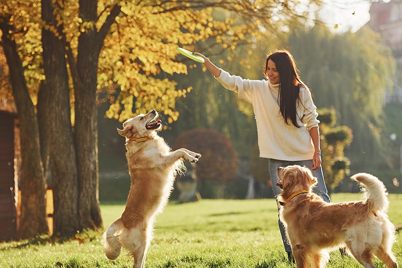 Golden mom is playing frisbee with her two fur babies