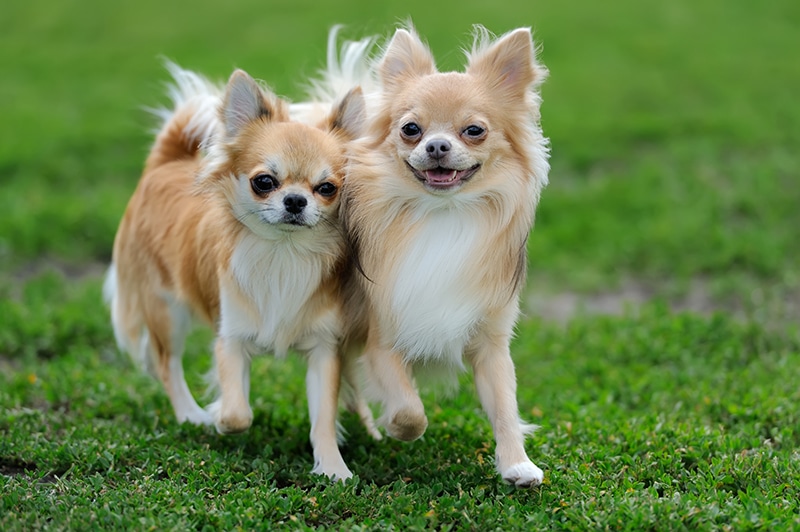 Two Longhair Chihuahuas are marching together to eat their favorite meal