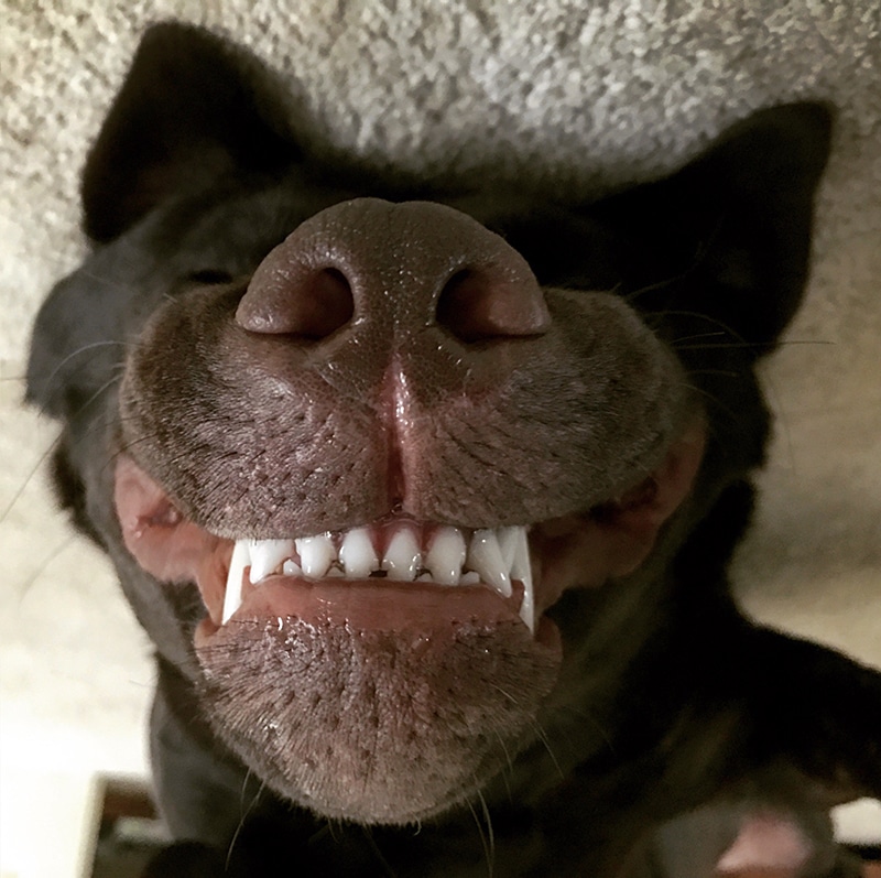 Black lab smiles with his mouth closed, he can't wait to get his meal