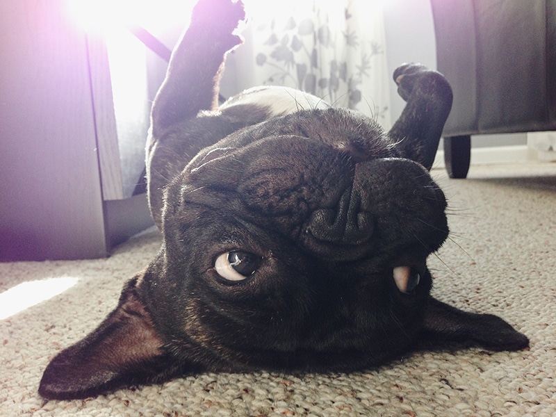 Frenchie lies on his back and looks overwhelmed by how long it takes mommy to pick him the right food
