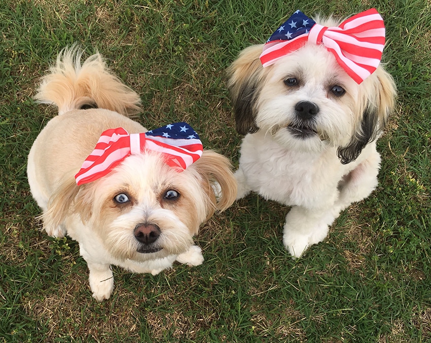 2 dogs siblings wearing USA flag bows studying about american dog food brands