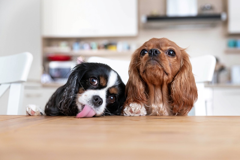 2 funny dogs waiting at the table to eat their low carb food