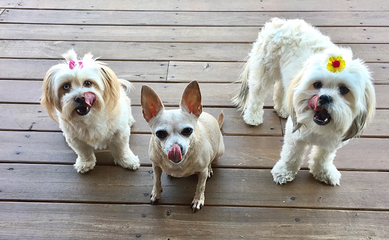 3 dogs waiting to eat for the first time a low carb dog food