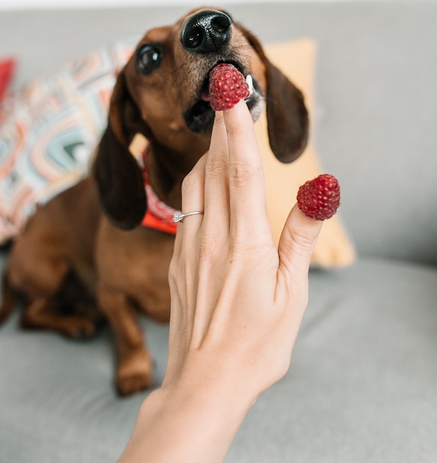 dachshund eats a healthy affordable red berries